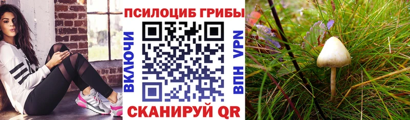 kraken как зайти  мориарти наркотические препараты  Галлюциногенные грибы Cubensis  где купить   Шимановск 